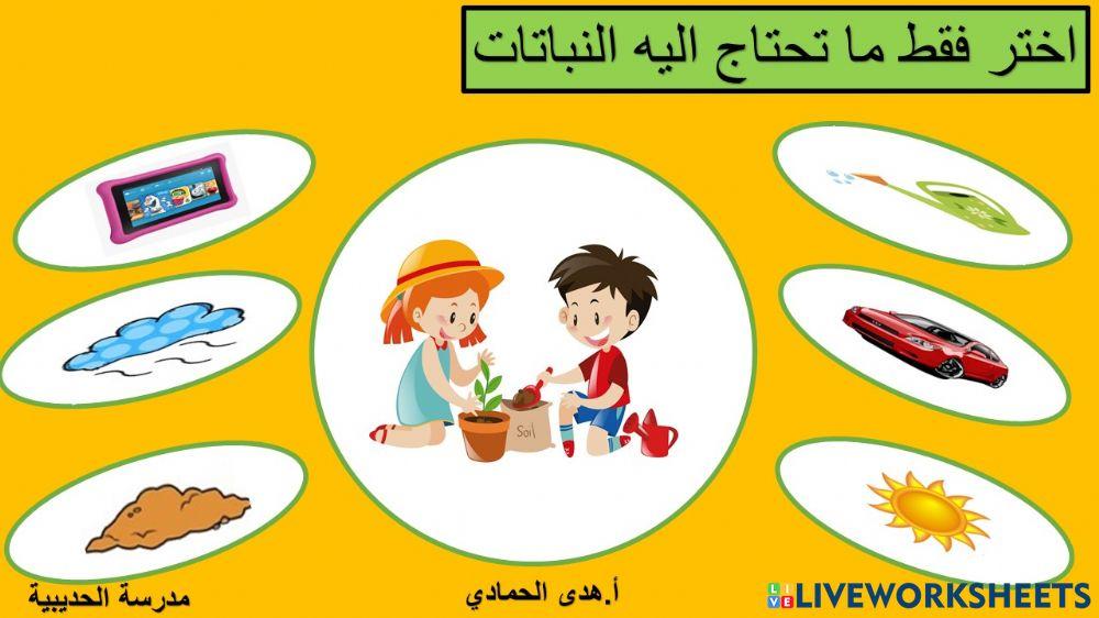 ماذا تحتاج النباتات لتعيش؟ ماذا تحتاج النباتات لتعيش؟