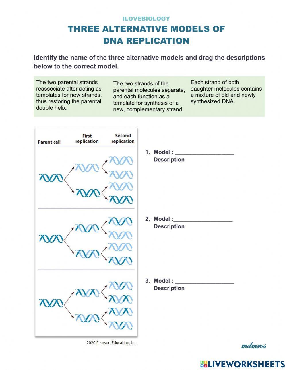 Three Alternative Models of DNA replication