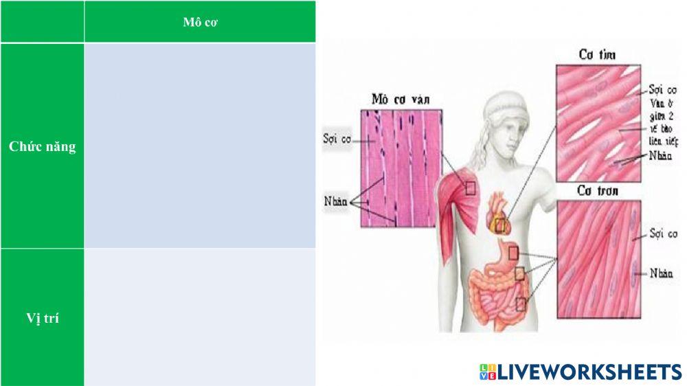 Phiếu bài tập mô