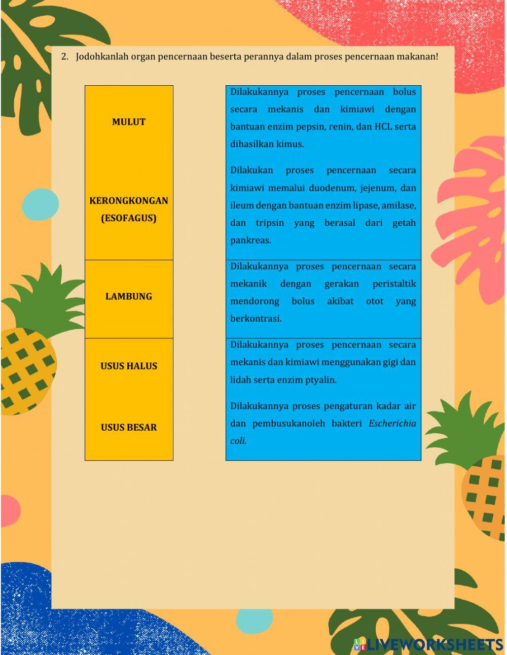 Mekanisme Pencernaan Makanan