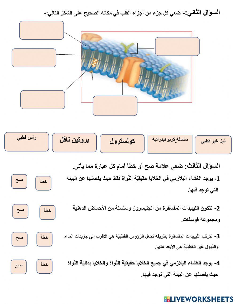 الغشاء البلازمي