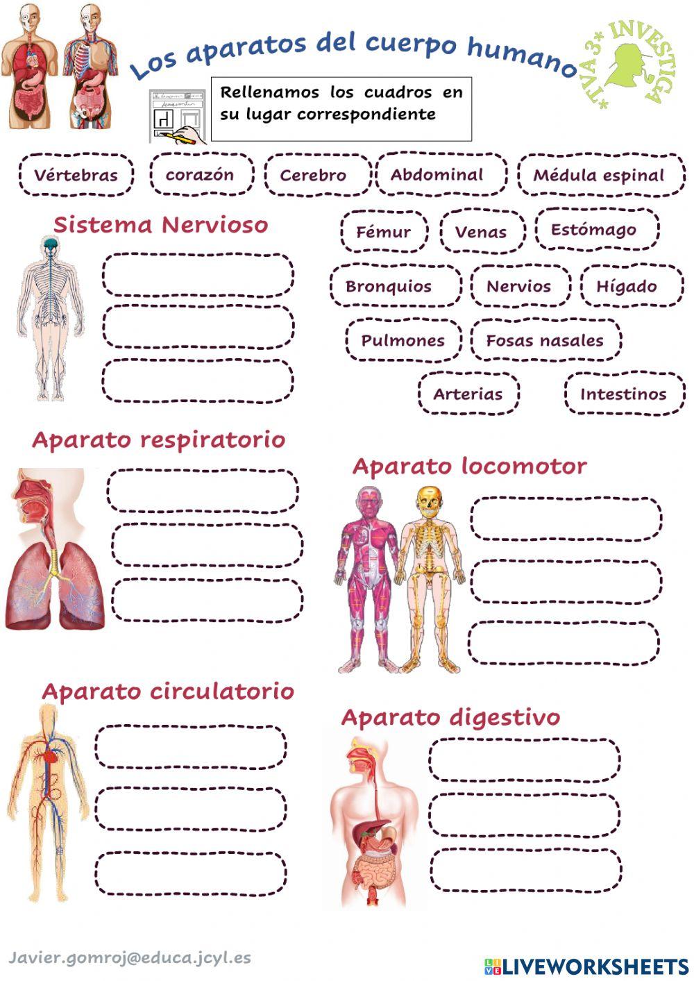 Los aparatos del cuerpo humano