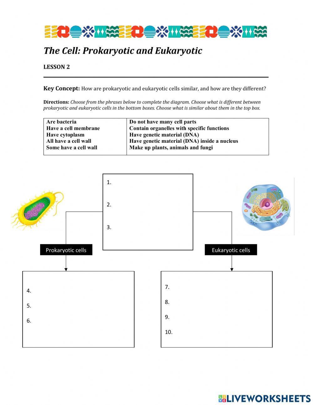 Prokaryotic And Eukaryotic Cells Worksheet