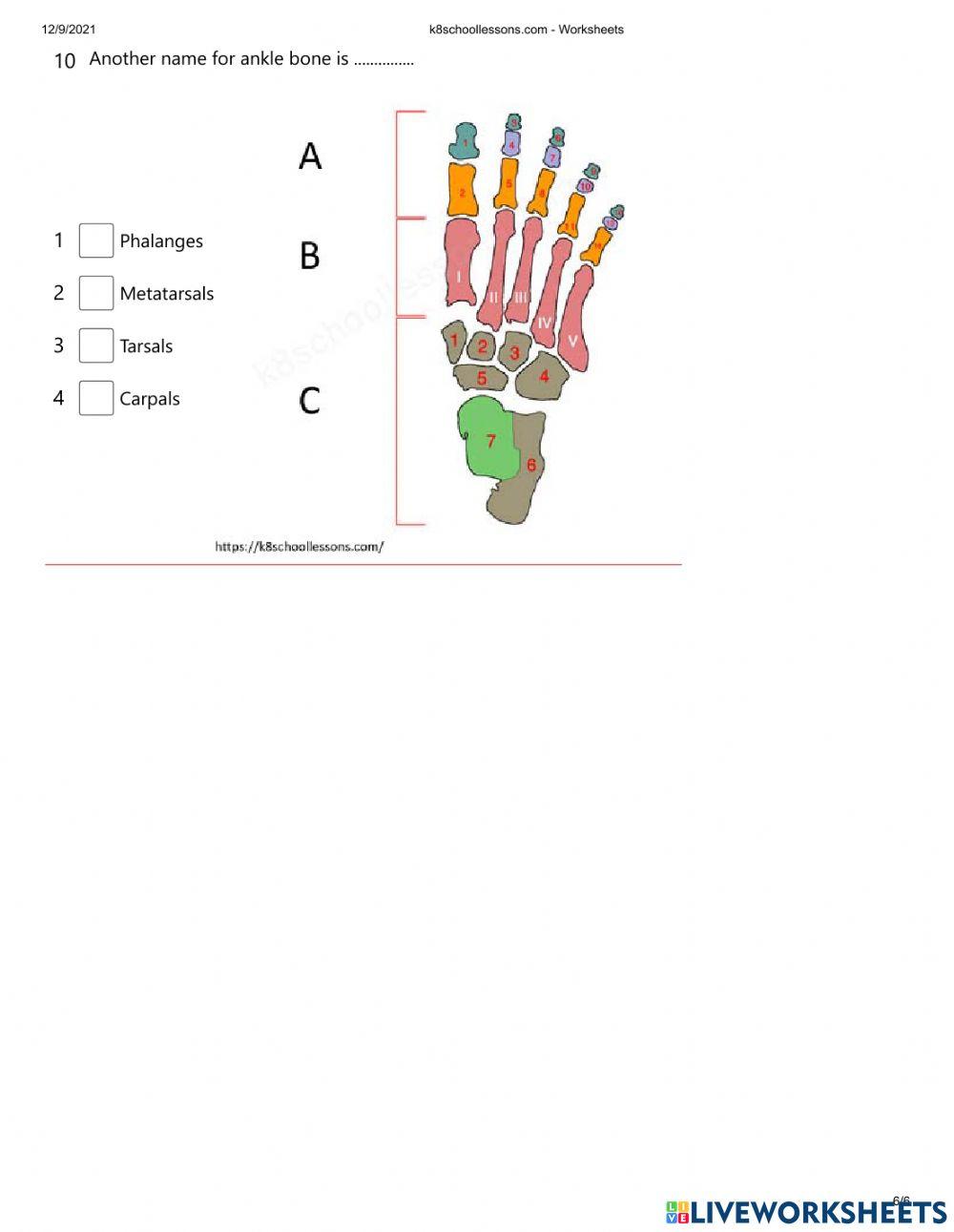 Human skeletal system