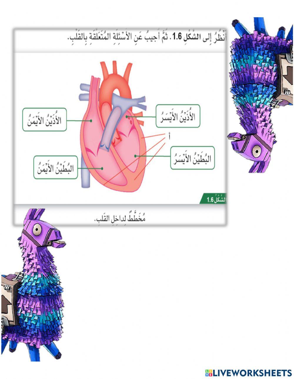 الجهاز الدوري الصف السادس