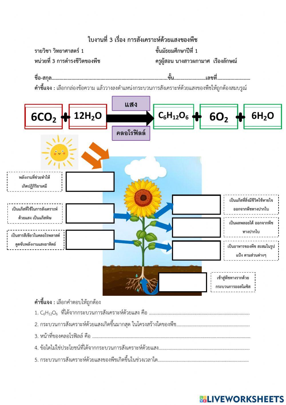 กระบวนการสังเคราะห์ด้วยแสงของพืช