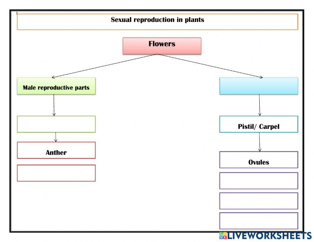 Sexual reproduction in flowers