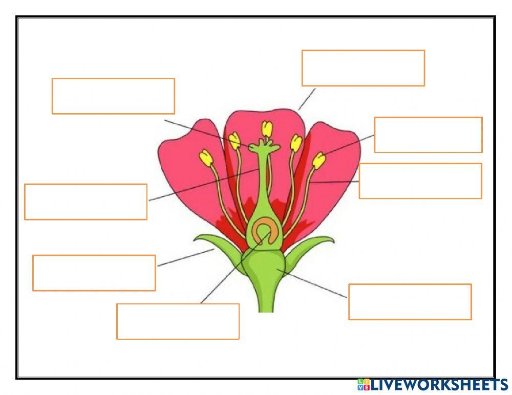 Sexual reproduction in flowers