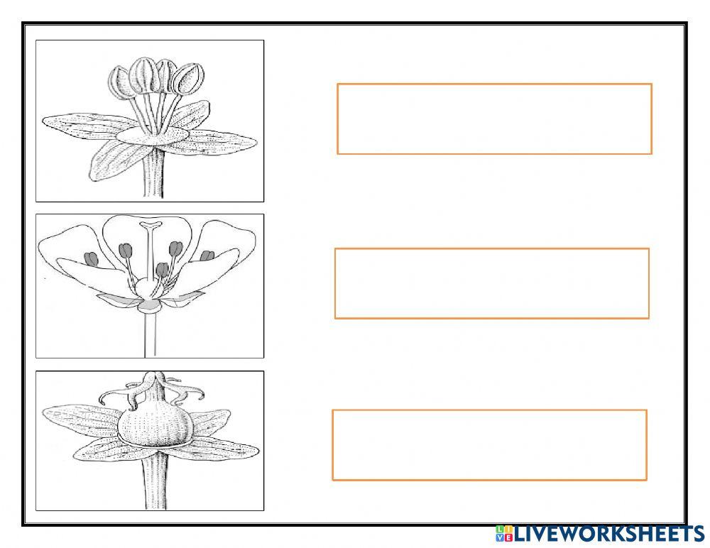 Sexual reproduction in flowers