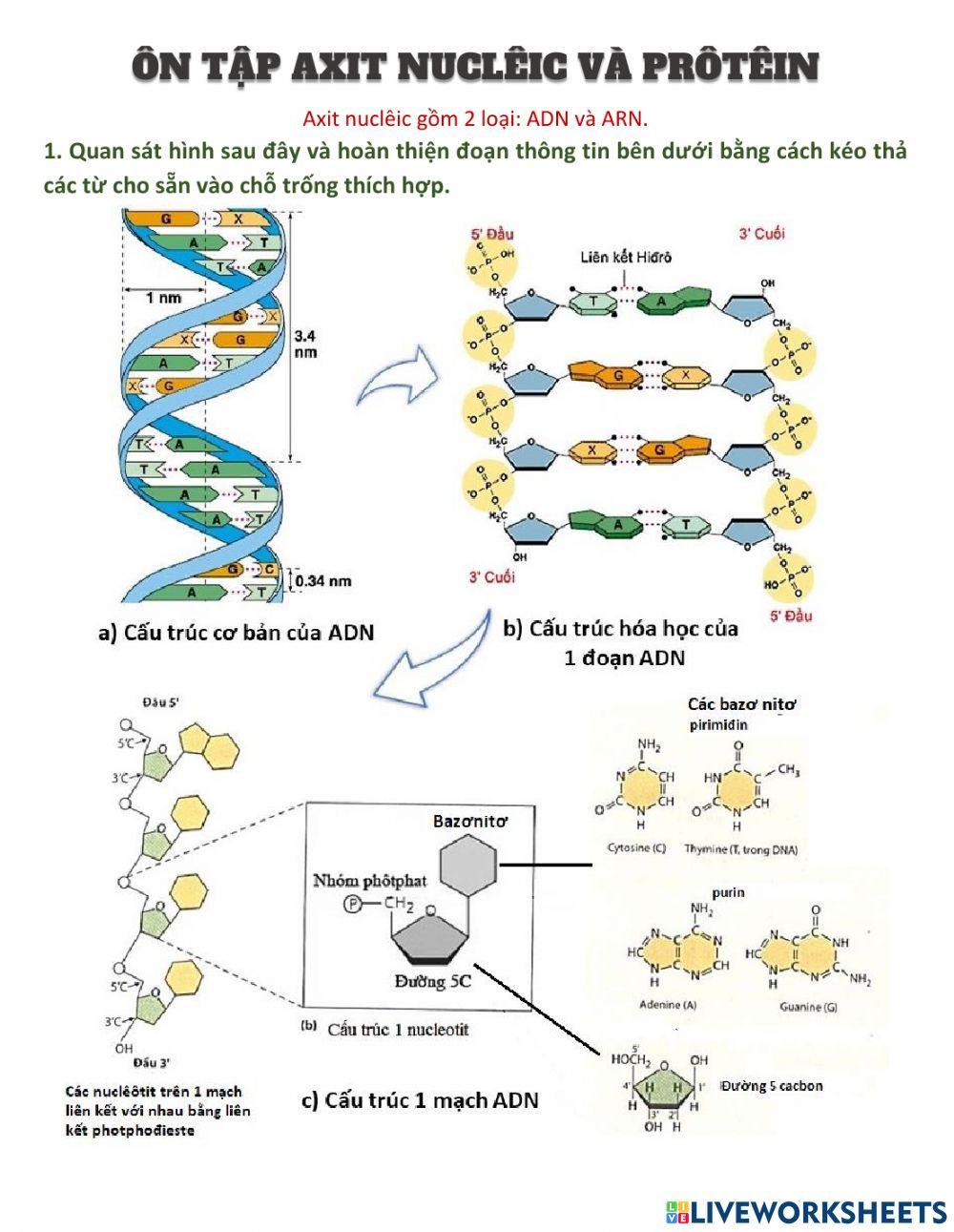 1 Ôn tập ADN, ARNm và prôtêin