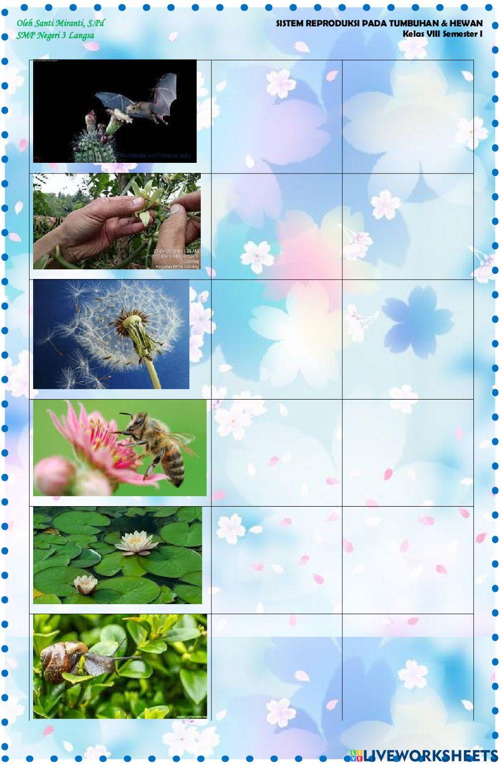 Penyerbukan & Pembuahan pada Tumbuhan