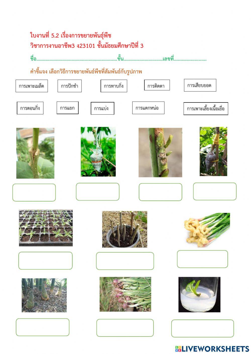ใบงาน 5.2 การขยายพันธุ์พืช ม.3