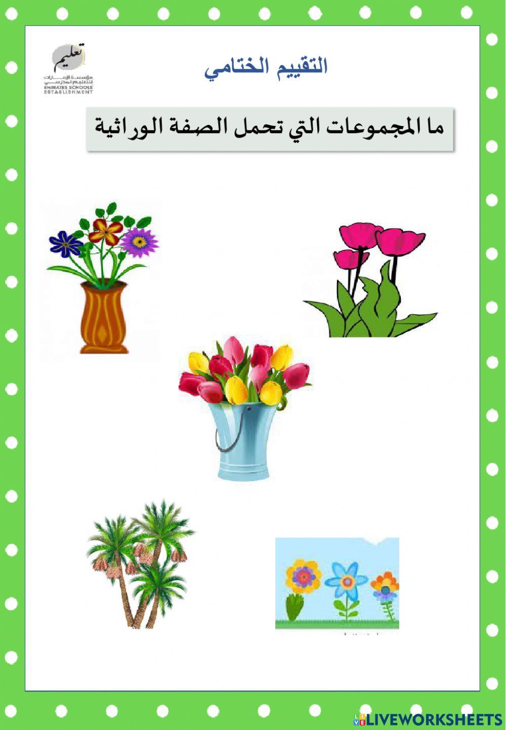 الصفة الوراثية