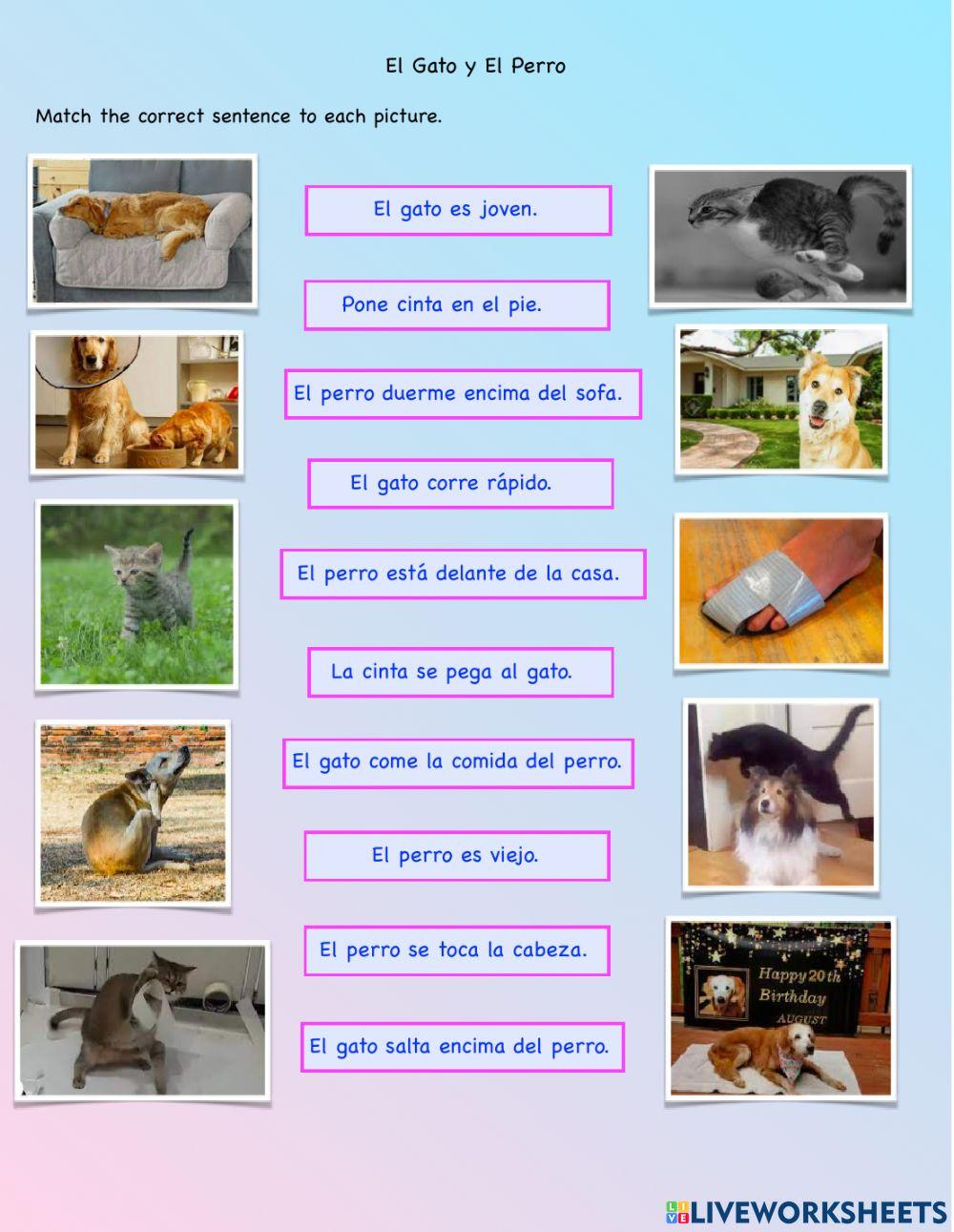 Gato y Perro Sentences