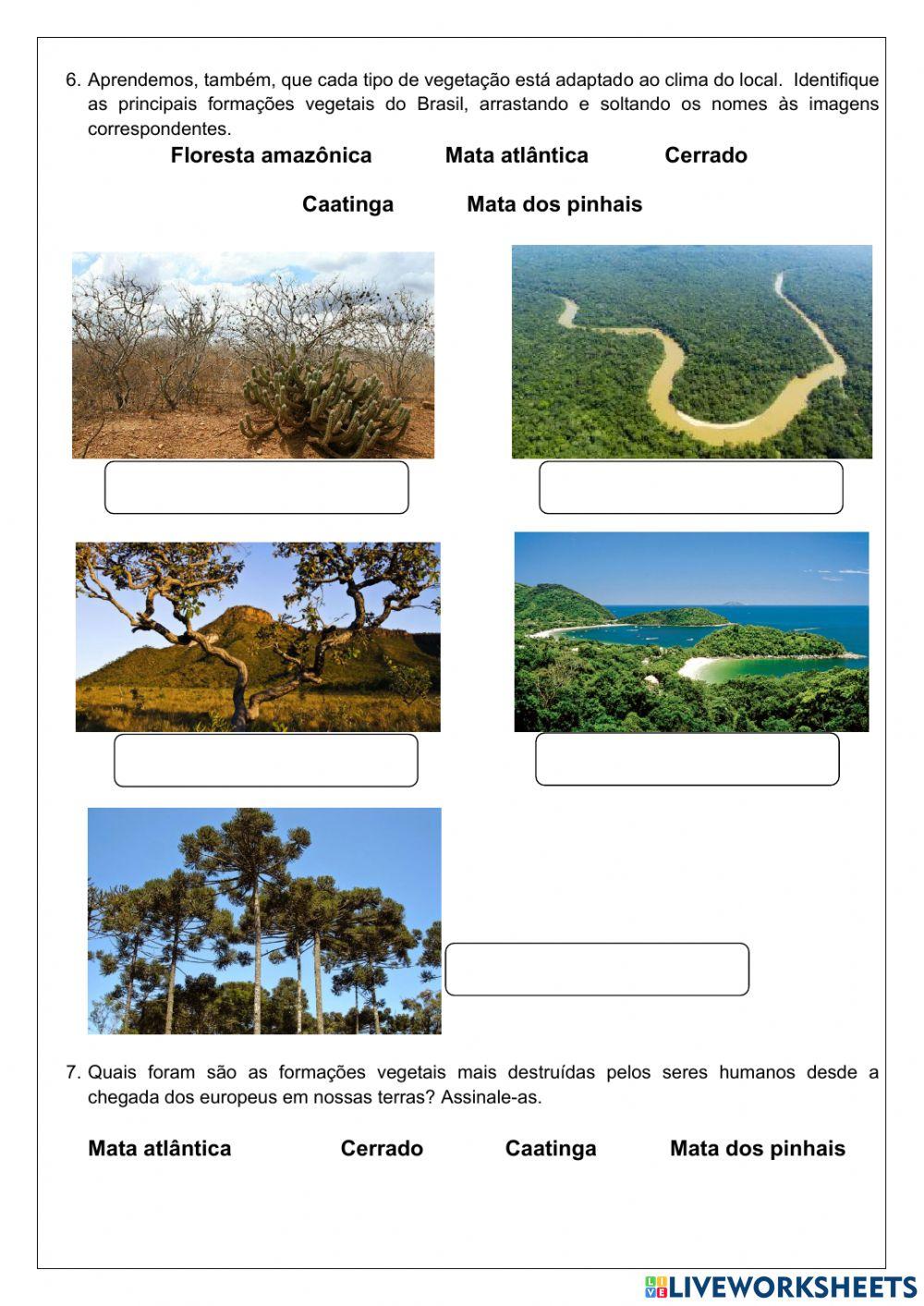 Clima e Vegetação Do Brasil, PDF, Floresta Amazônica
