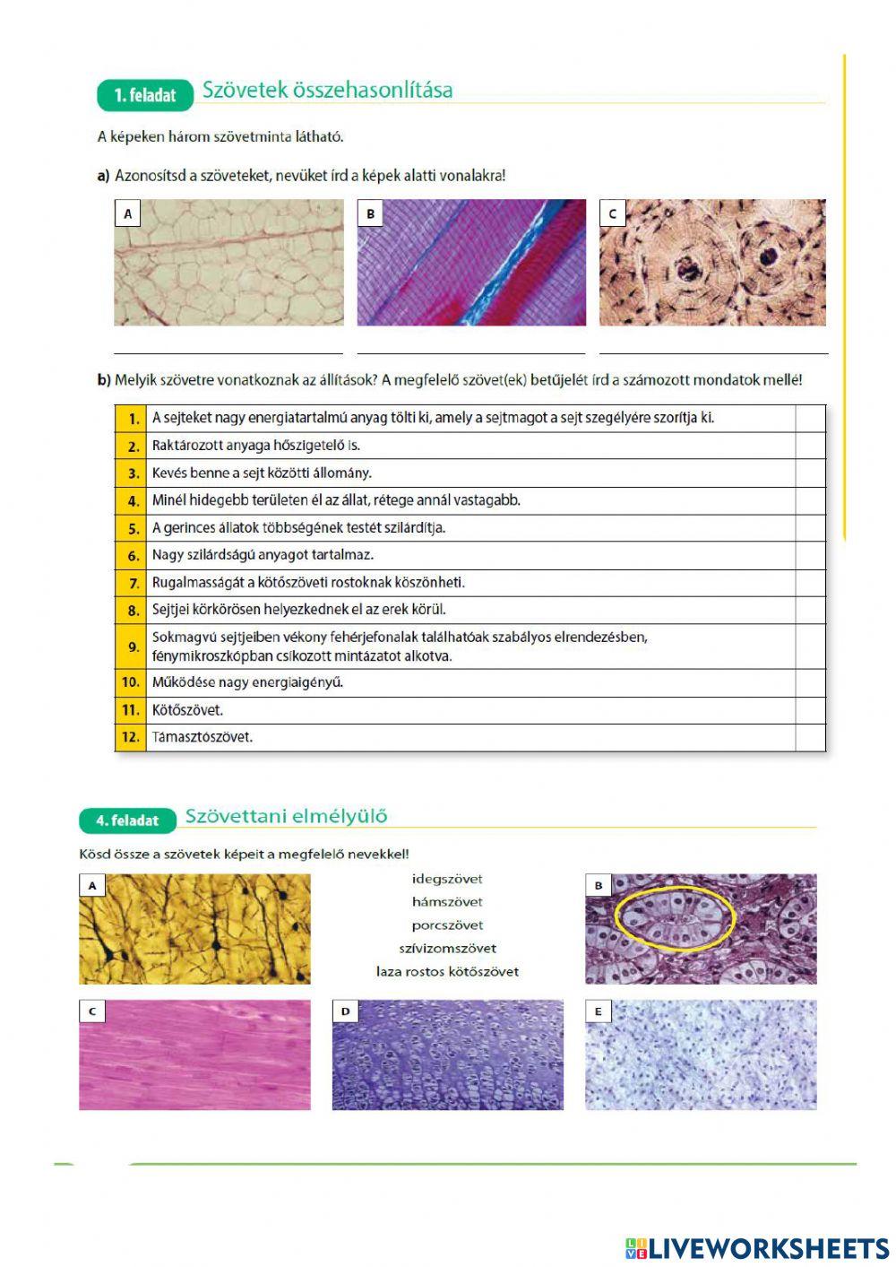 szövettani gyakorló