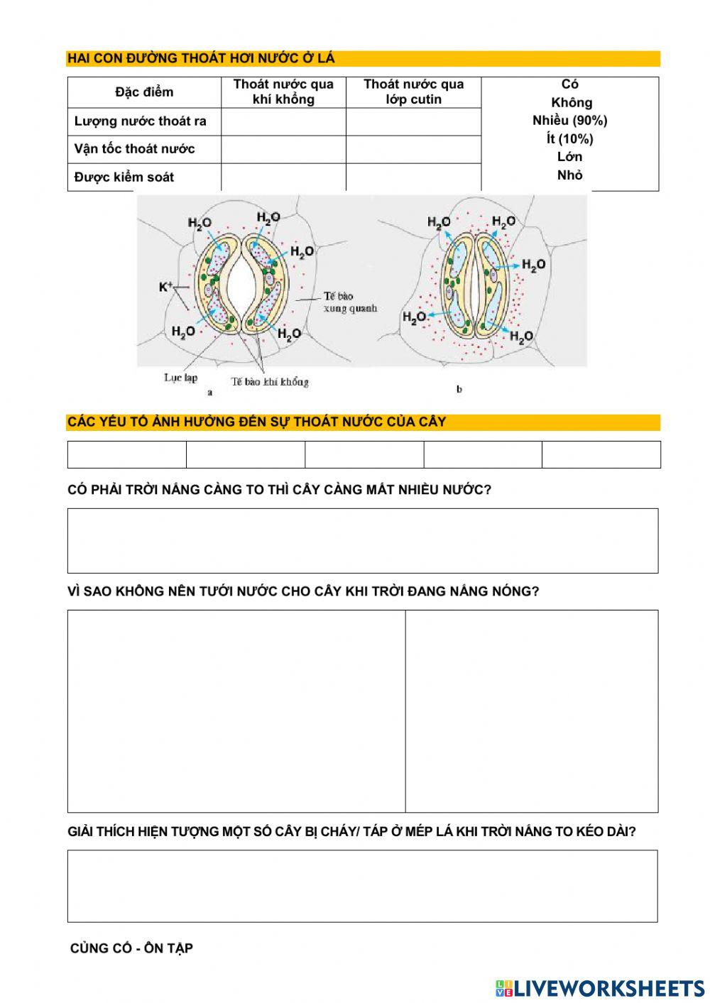 Bài 3. sinh 11. thoát hơi nước ở lá