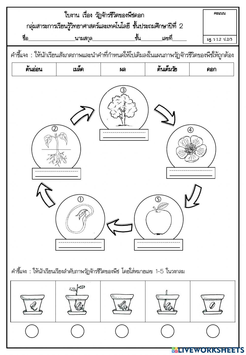 วัฏจักรชีวิตของพืชดอก (1)