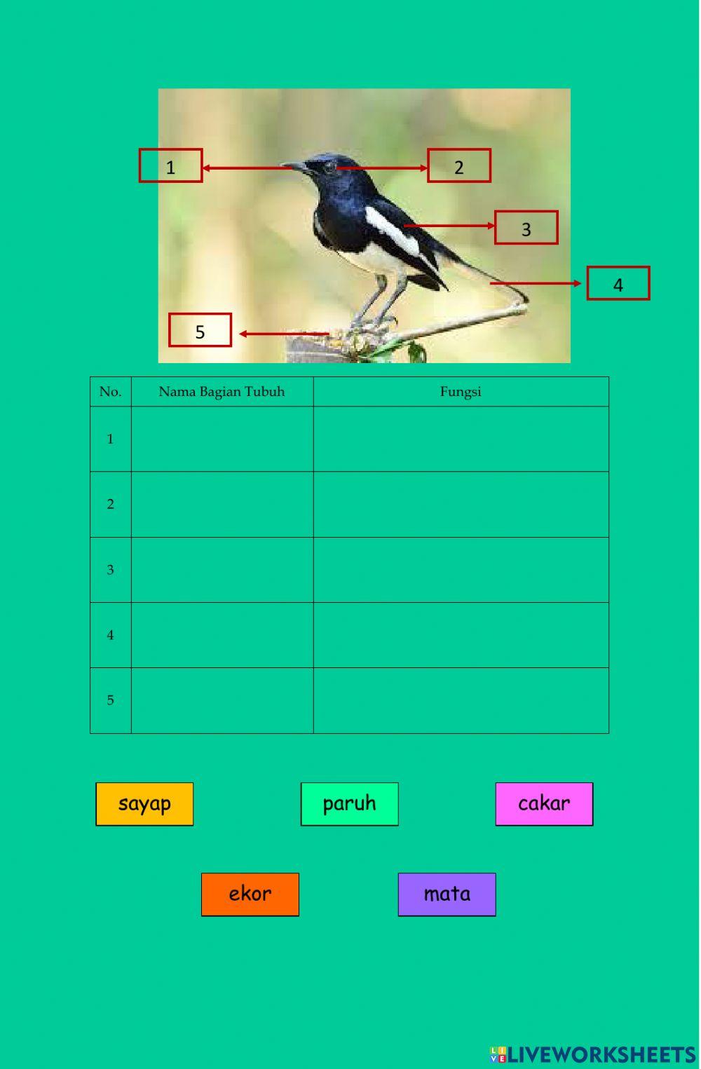 Bagian-bagian tubuh hewan dan fungsinya