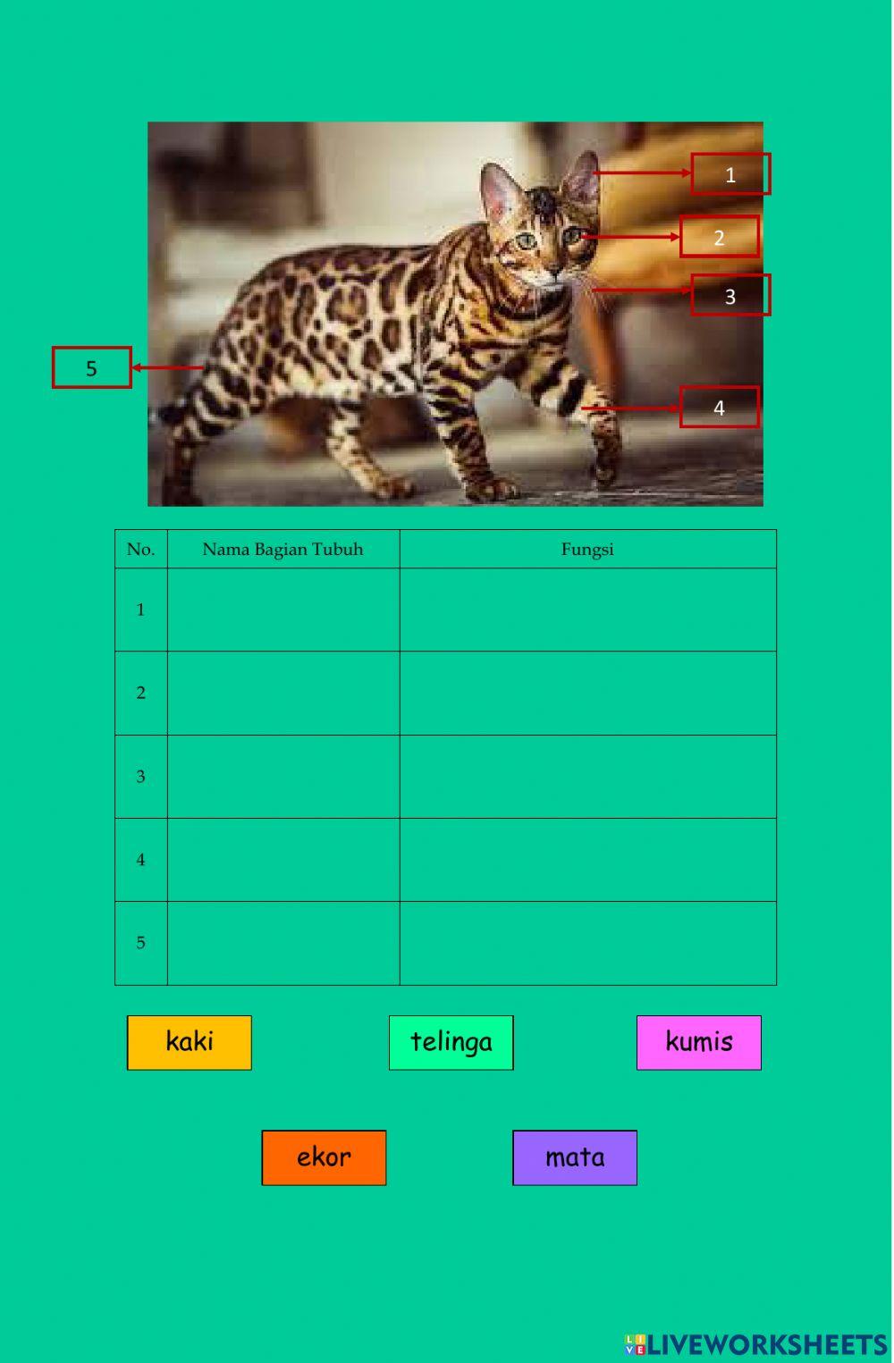 Bagian-bagian tubuh hewan dan fungsinya