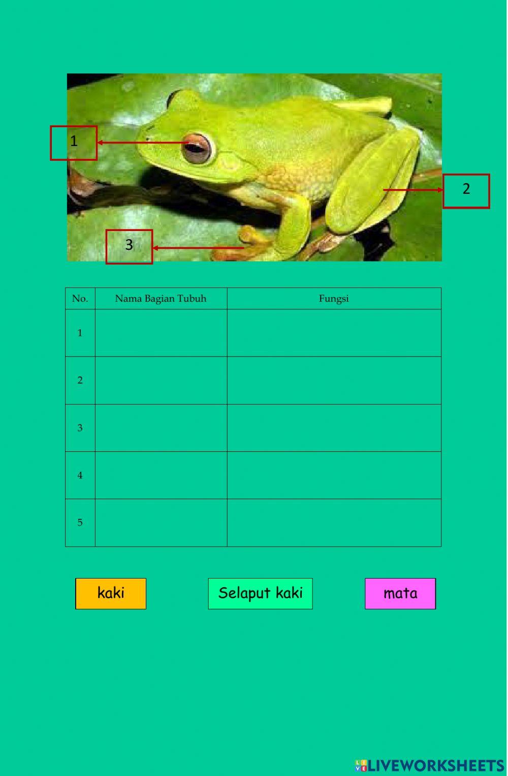 Bagian-bagian tubuh hewan dan fungsinya