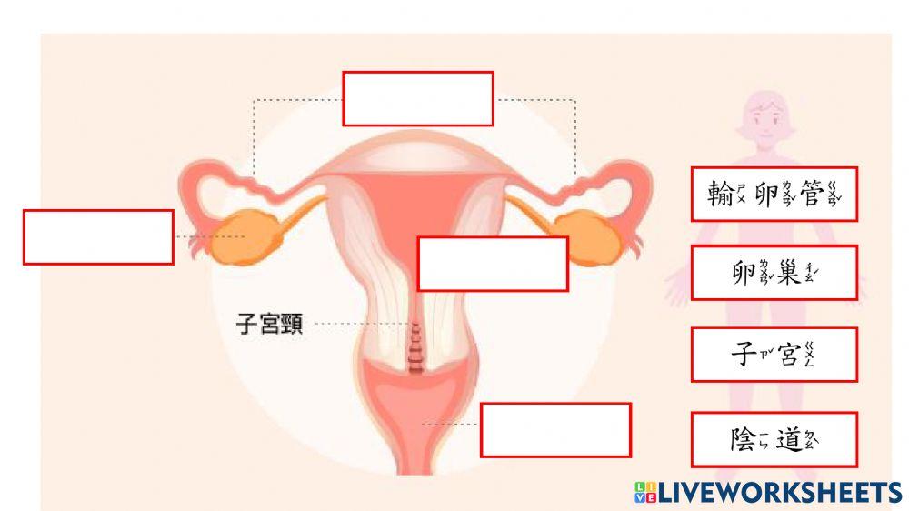 認識女生生殖器官