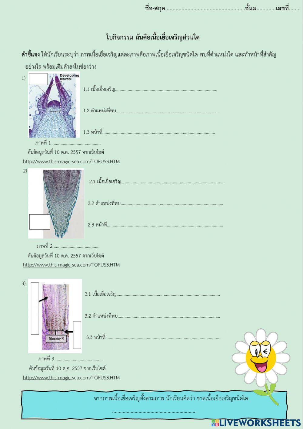 Meristermatic tissue (เนื้อเยื่อเจริญ)
