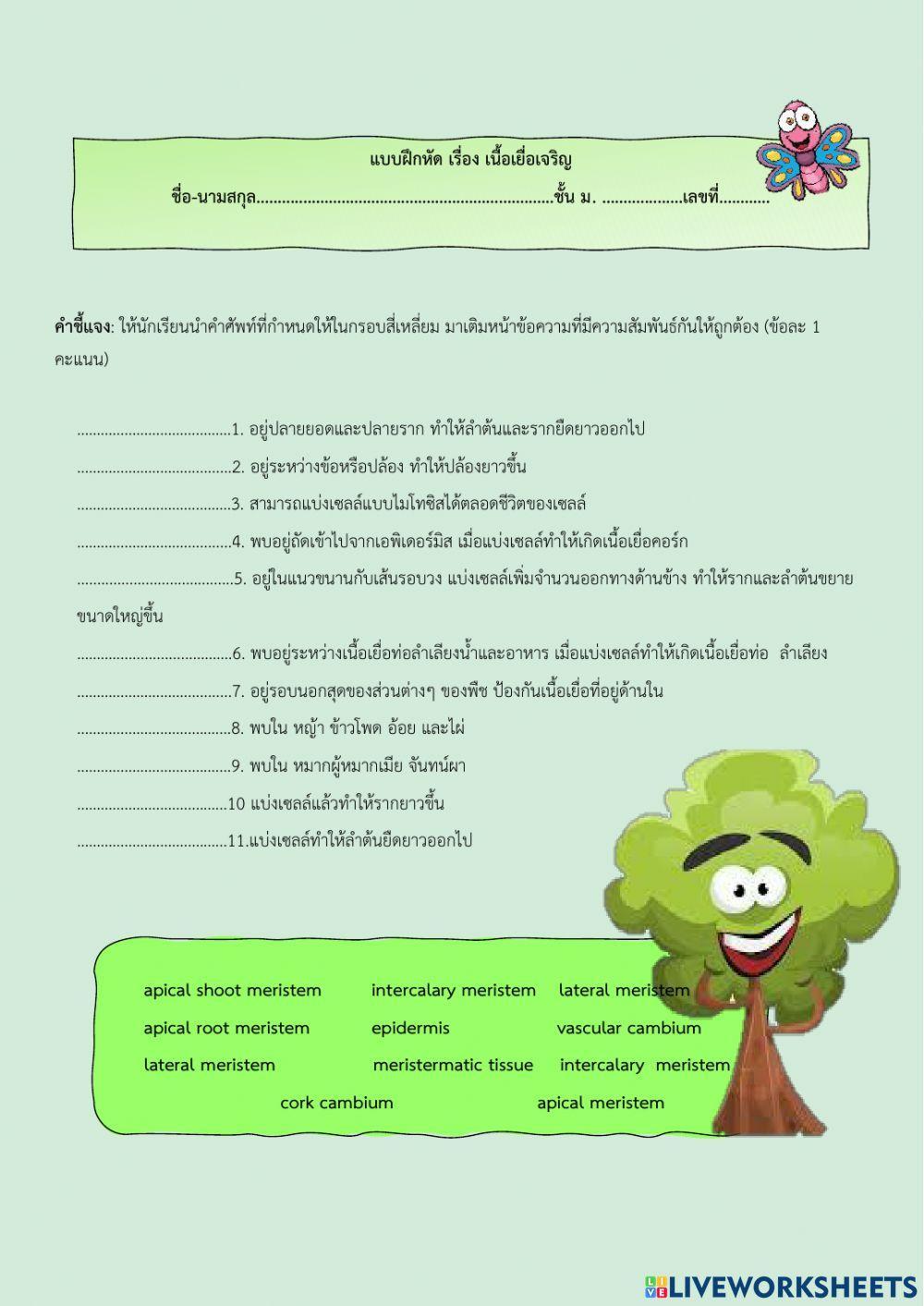 Meristermatic tissue (เนื้อเยื่อเจริญ)
