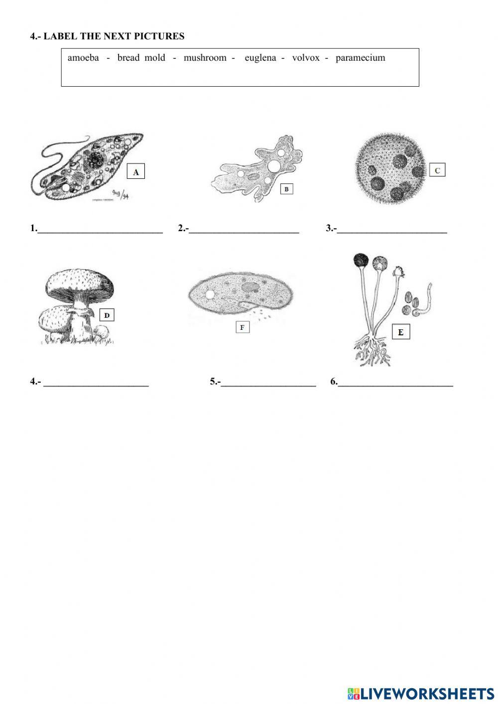 Earth Organisms review