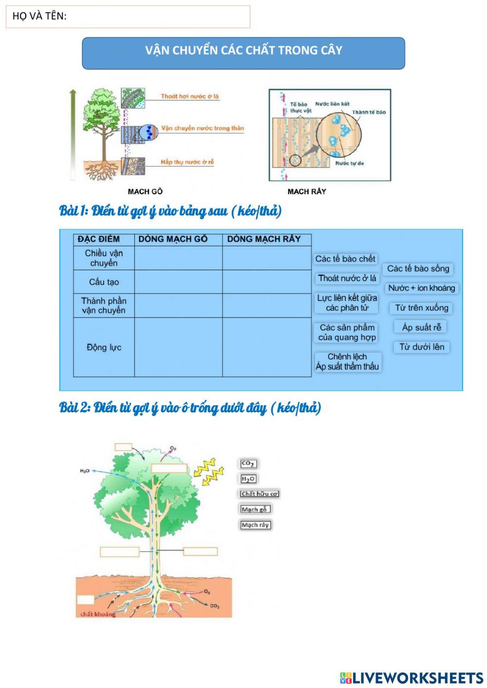 Vận chuyển các chất trong cây Sinh học 11