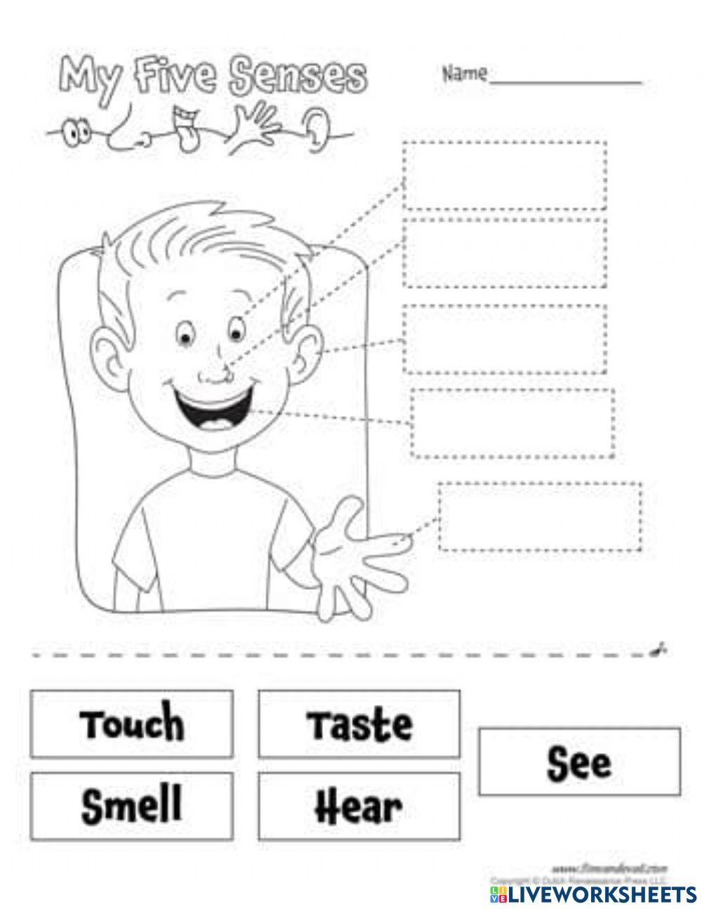 my-5-senses-interactive-worksheet-for-special-education-live-worksheets