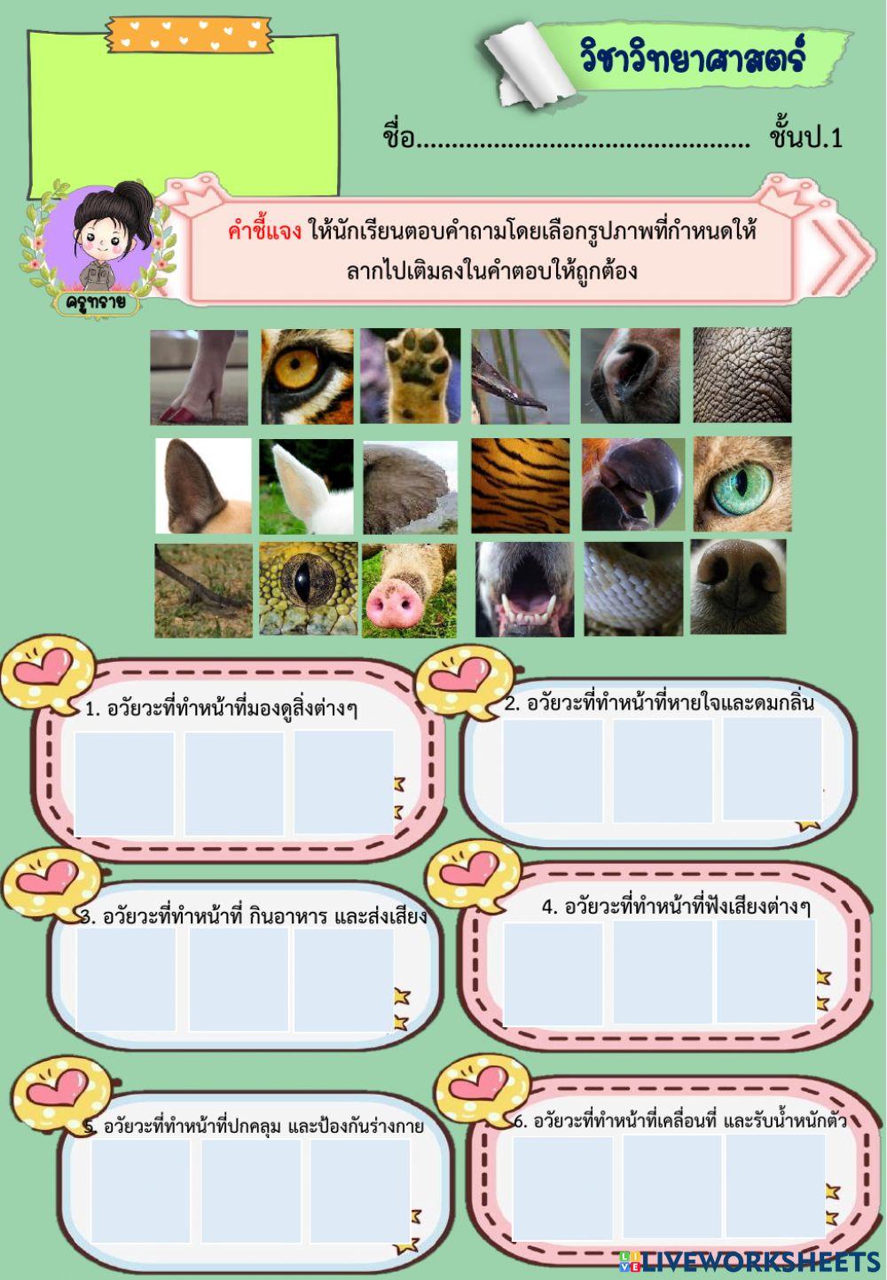 หน้าที่ของอวัยวะภายนอกของสัตว์ Byครูทราย