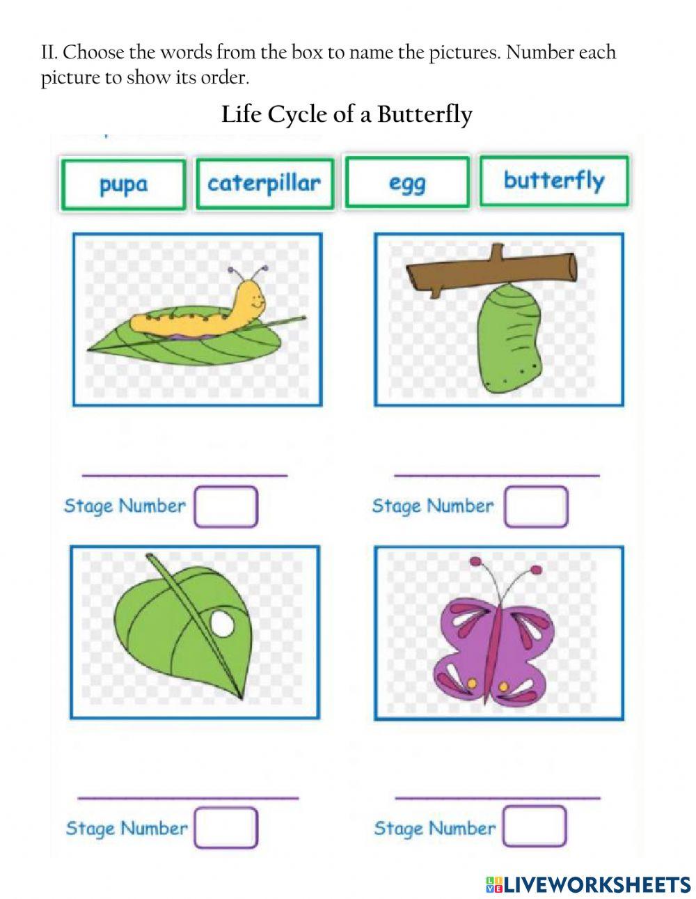 Life Cycle of Animals
