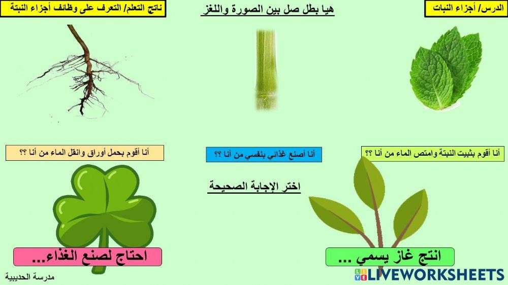 وظائف أجزاء النبتة