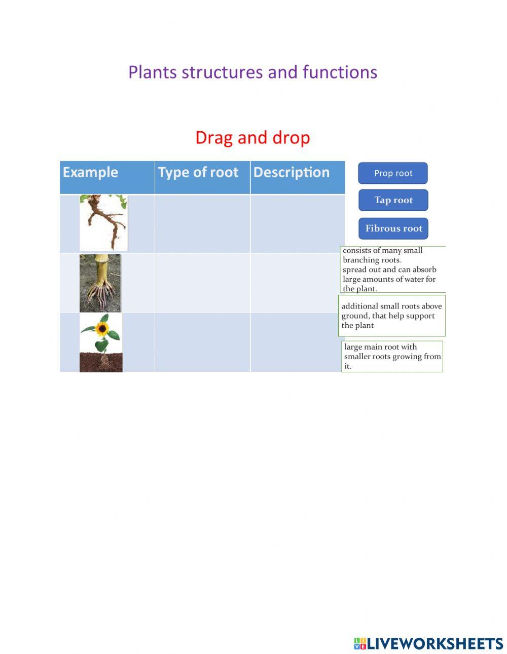 Plants structures and functions Eslam Live