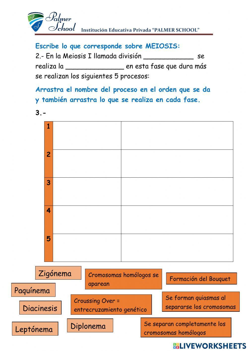 Diferencias entre mitosis y meiosis