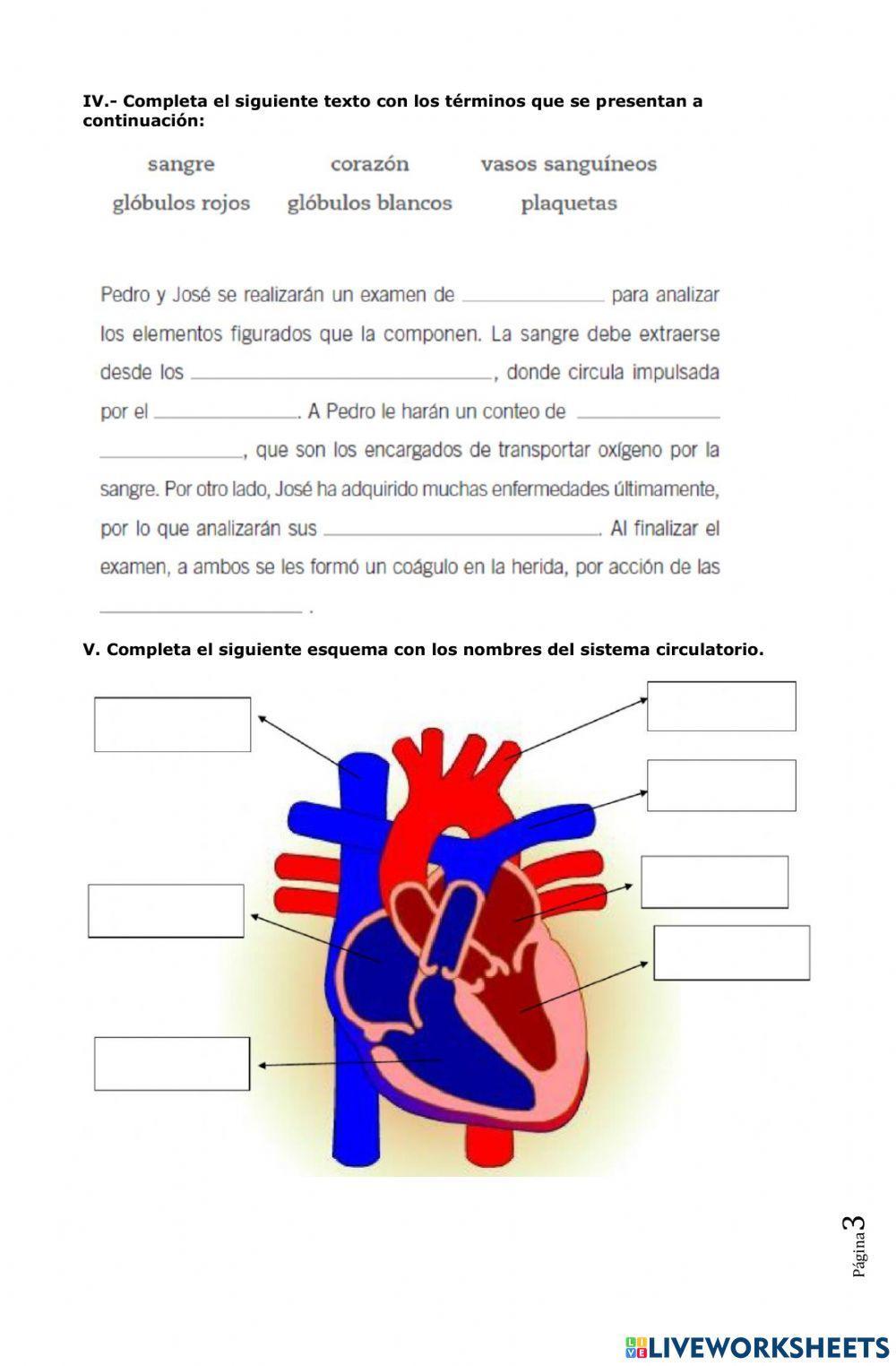 Evaluación sistema circulatorio