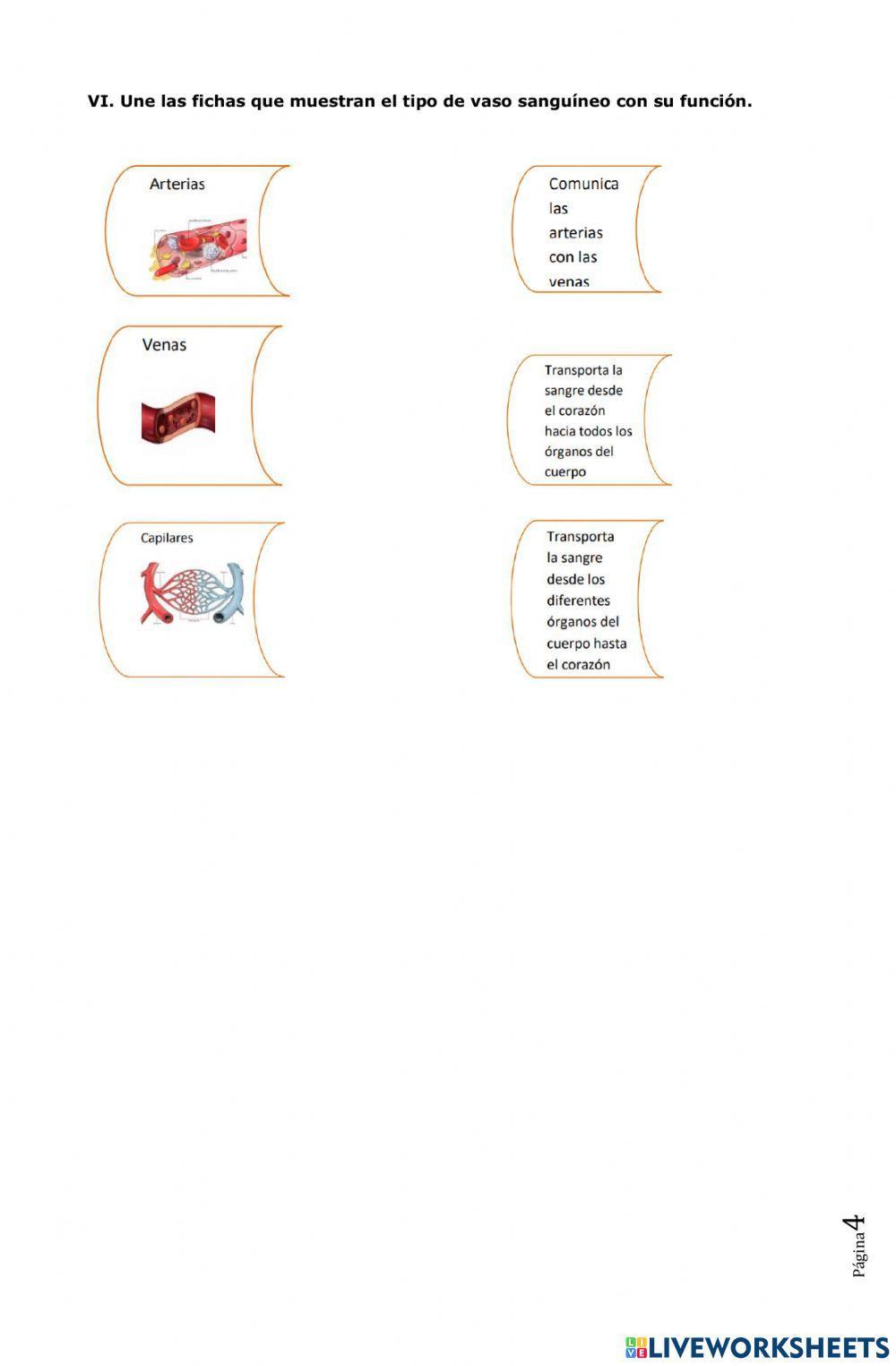 Evaluación sistema circulatorio