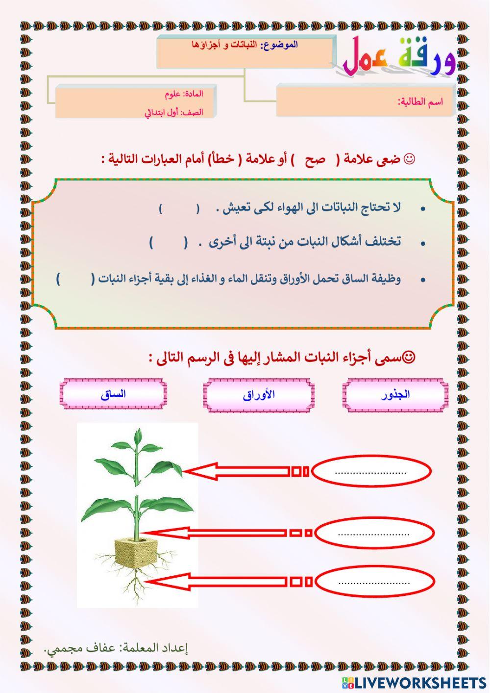 النباتات و أجزاؤها