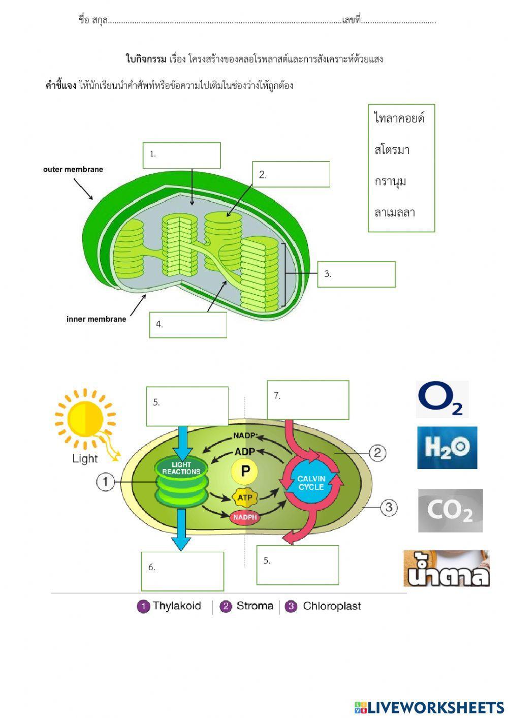 การสังเคราะห์ด้วยแสง