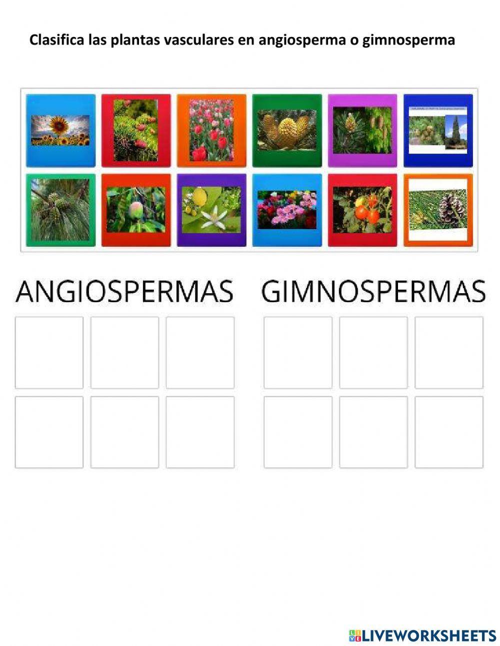 Plantas angiosperma y gimnosperma