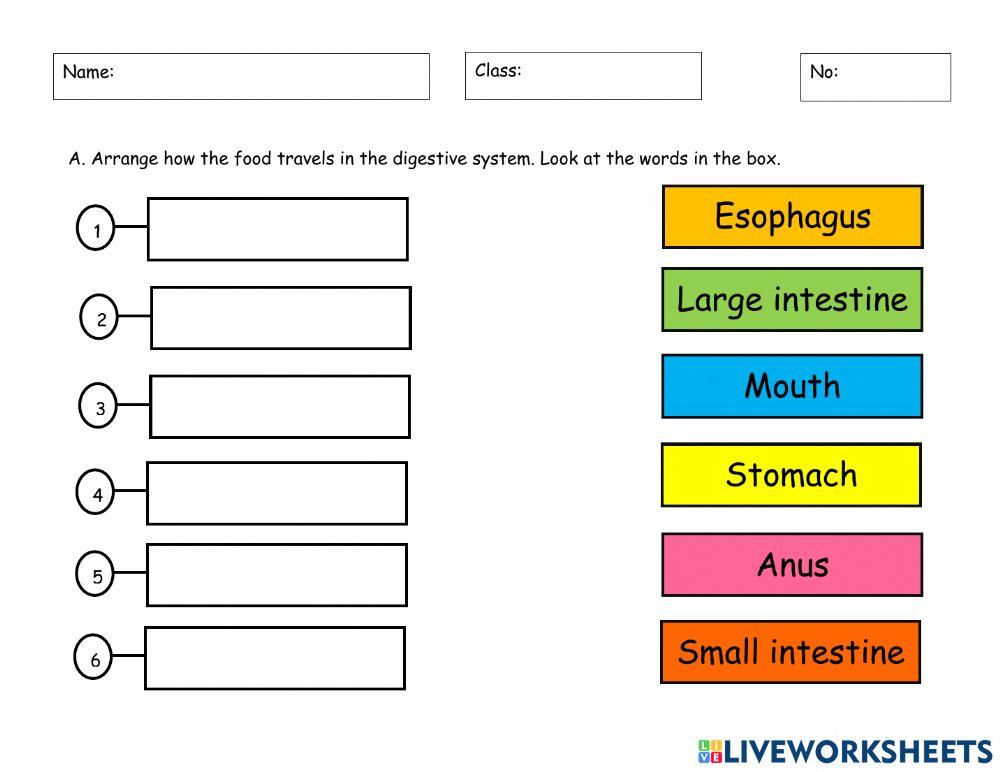 Digestive Sysrem