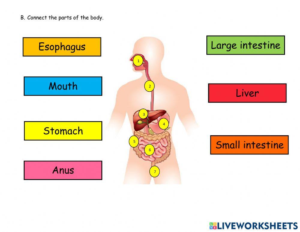 Digestive Sysrem