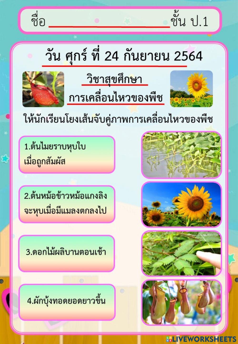 วิชาสุขศึกษา การเคลื่อนไหวของพืช