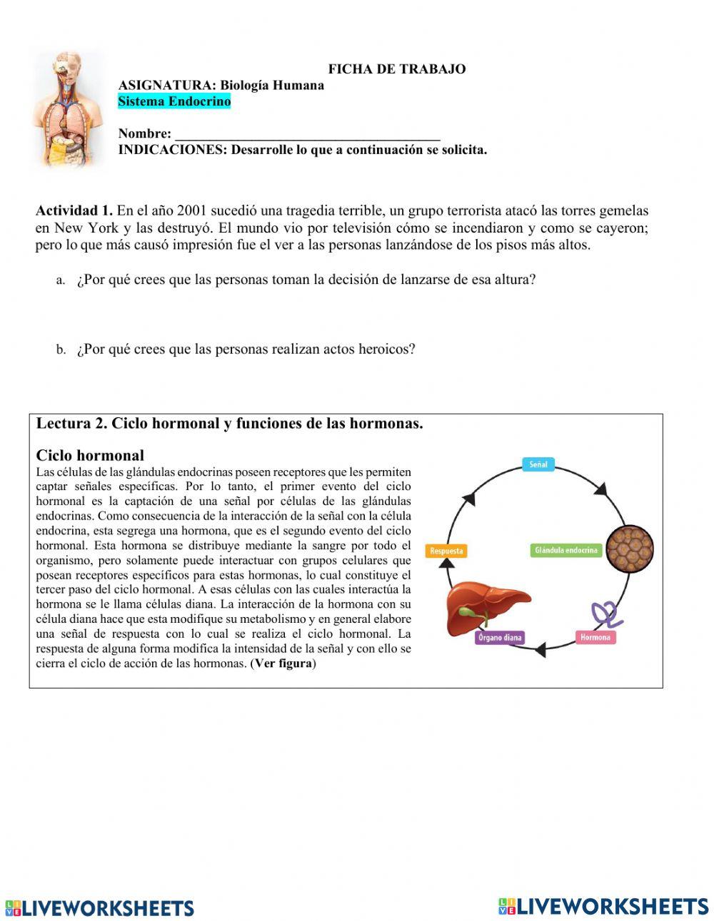 Glándulas y hormonas del sistema endocrino