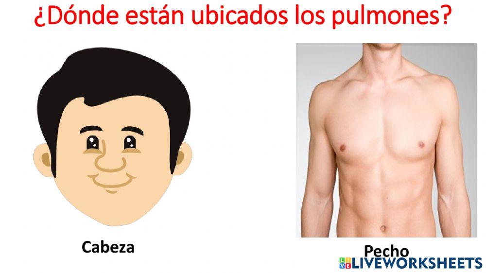 Sistema respiratorio