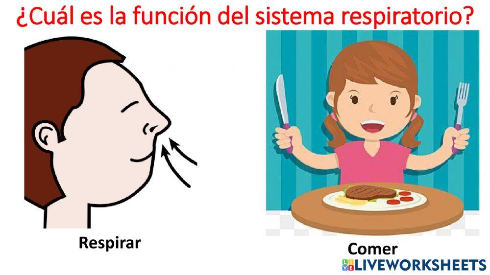 Sistema respiratorio