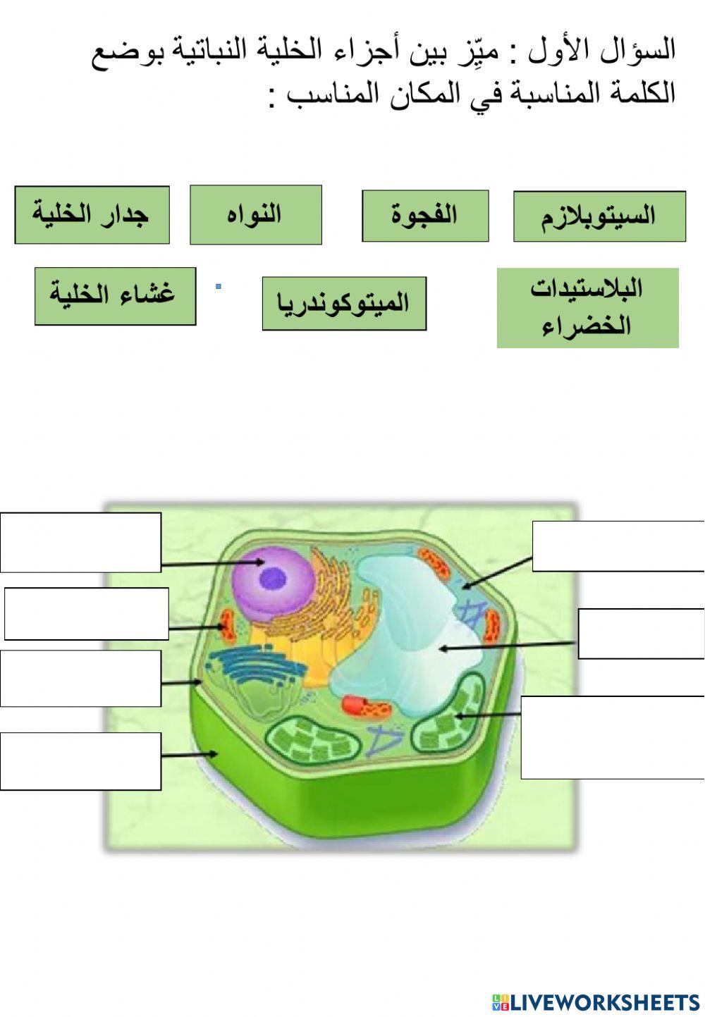 ورقة عمل أجزاء الخلية النباتية ووظائفها