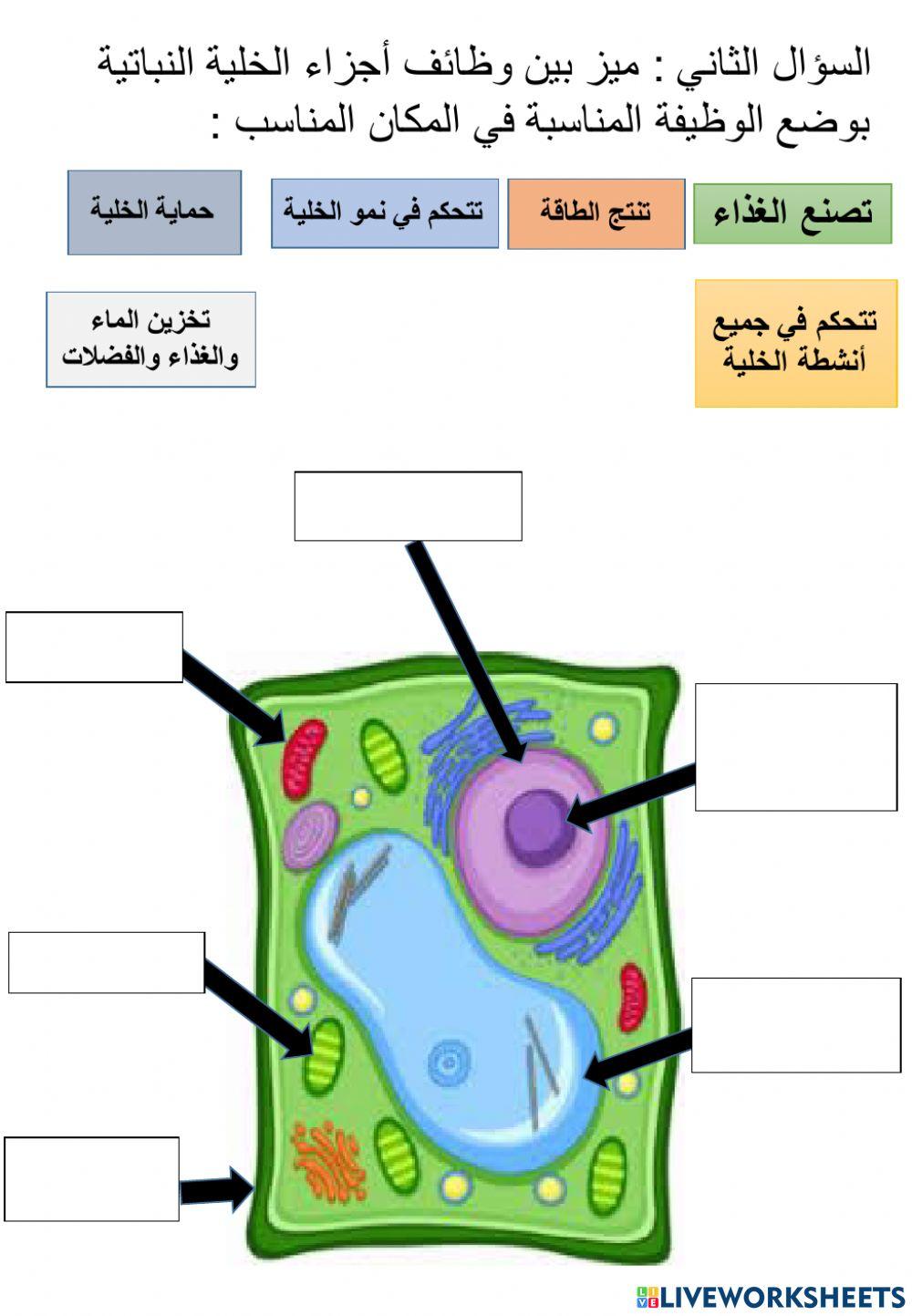 ورقة عمل أجزاء الخلية النباتية ووظائفها
