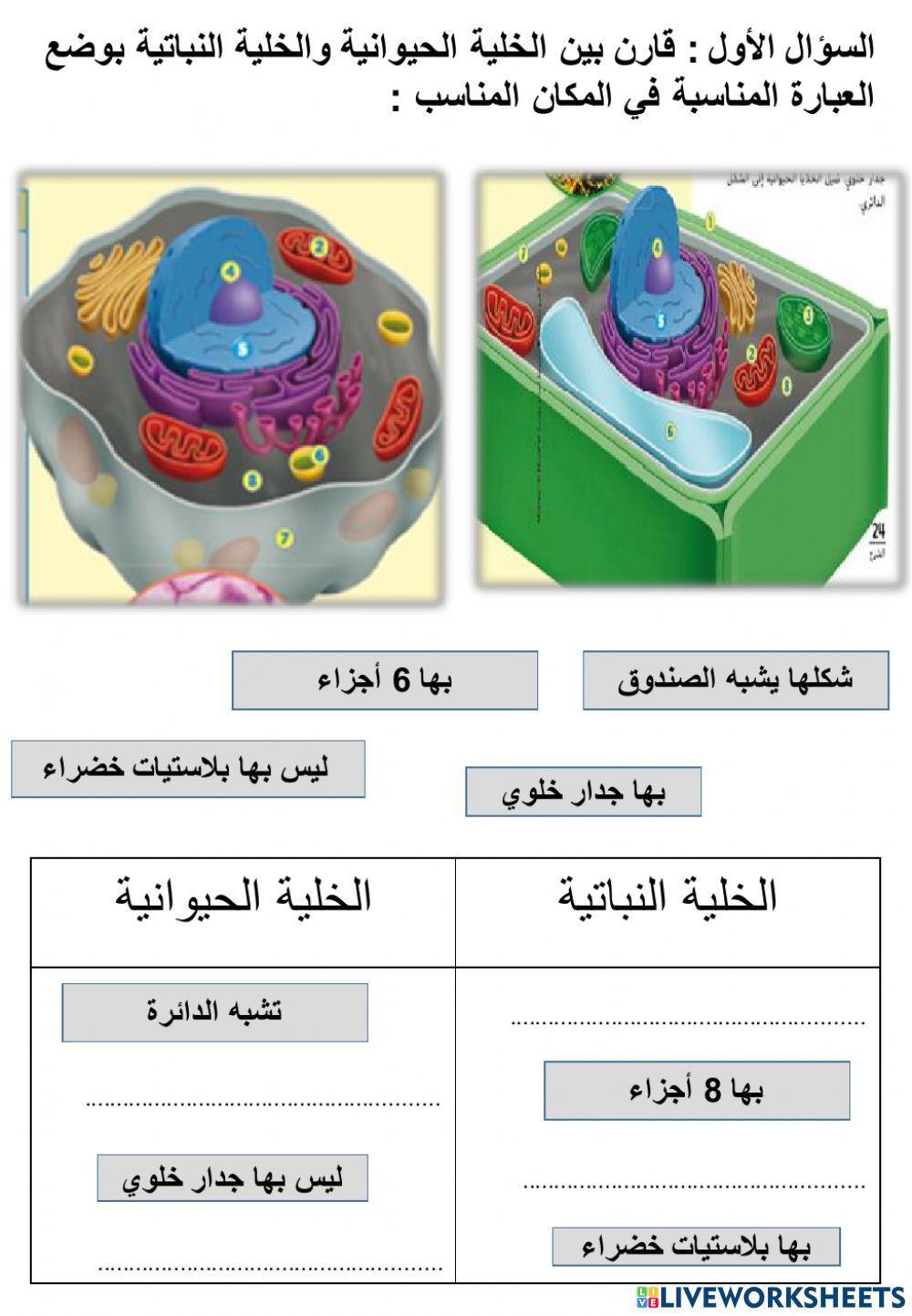 ورقة عمل مقارنة بين الخلية الحيوانية والنباتية